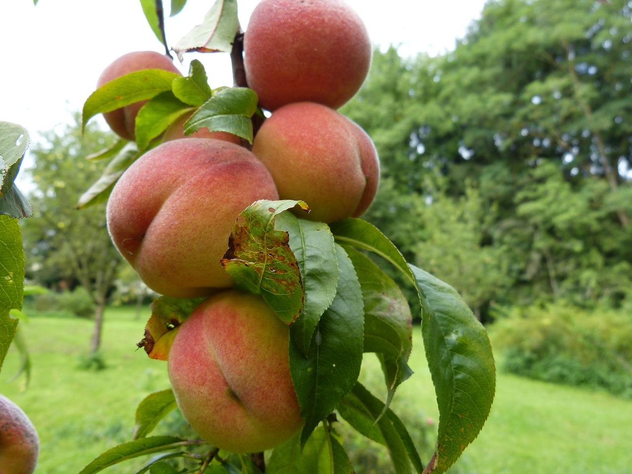 Persikai, Medis, Vaisiai, Vaisiai, Kaulavaisiai, Prunus Persica, Prunus, Rožių Šiltnamius, Rosaceae, Persikų Medis