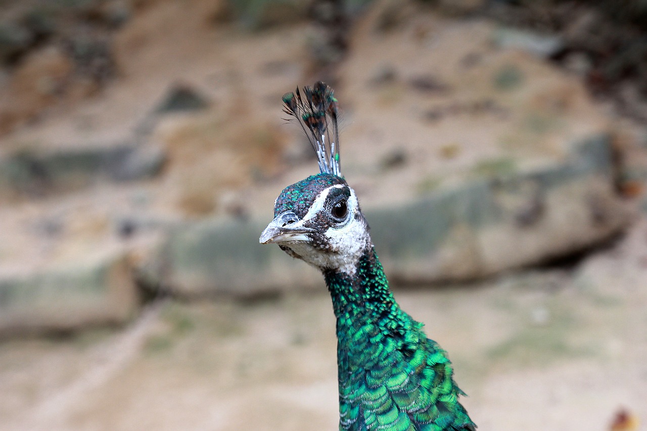 Povas Paukštis, Peafowl, Galva, Gyvūnas, Žalias, Gamta, Laukinė Gamta, Fauna, Snapas, Zoologijos Sodas