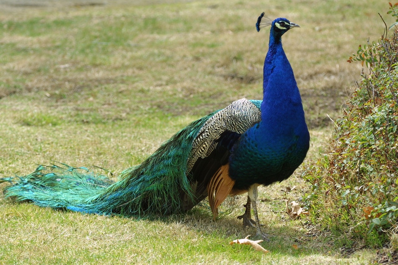 Povas Plumėjimas, Paukštis, Peafowl, Vaikščioti, Fantailas, Uodega, Gyvas, Egzotiškas, Atogrąžų, Plunksnos