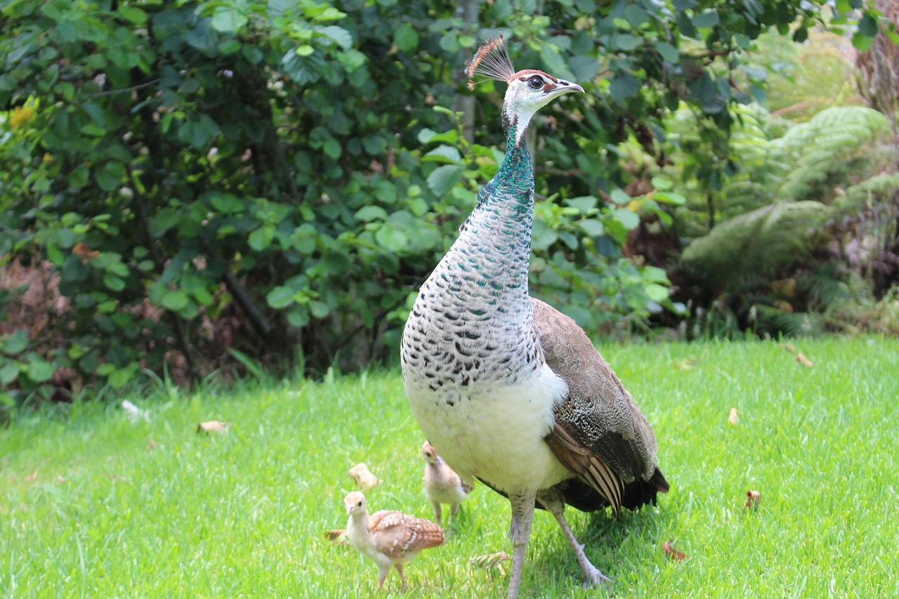 Povas Viščiukai, Paukštis, Peafowl, Snapas, Laukinė Gamta, Plunksna, Gamta, Jaunas, Žirnenas, Moteris