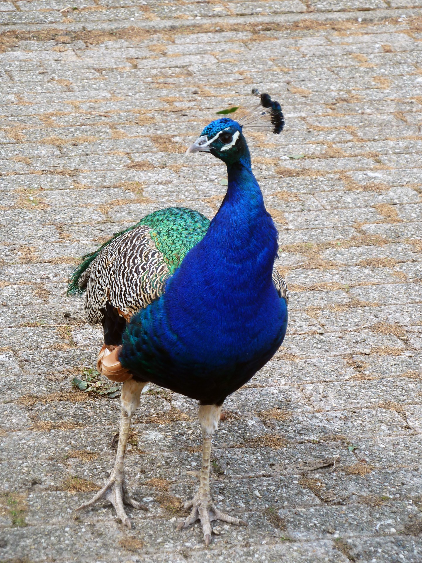 Povas Peafowl,  Ūkis,  Paukščiai,  Paukštis,  Gyvūnas,  Povas, Nemokamos Nuotraukos,  Nemokama Licenzija