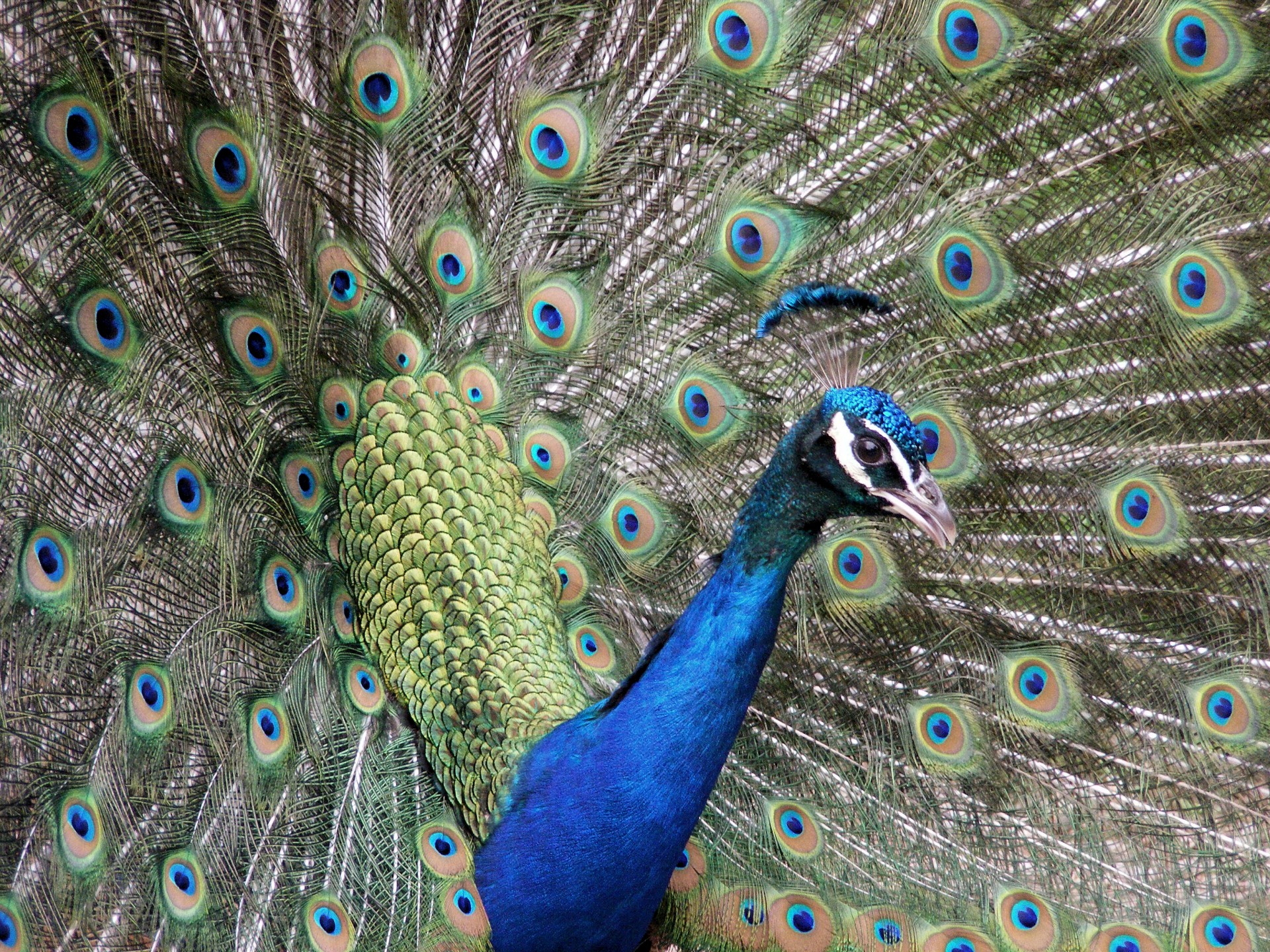 Gyvūnas,  Gyvūnai,  Zoologijos Sodas & Nbsp,  Gyvūnas,  Zoologijos & Nbsp,  Gyvūnai,  Paukštis,  Paukščiai,  Peafowl,  Povas Povaičiai