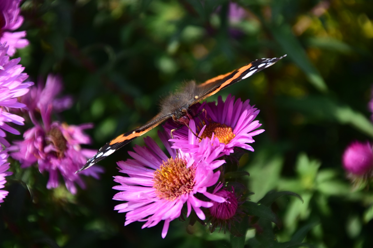 Aster, Povas Drugelis, Vabzdys, Uždaryti, Gėlė, Gamta, Povų Drugelis, Gražus, Vasara, Nemokamos Nuotraukos