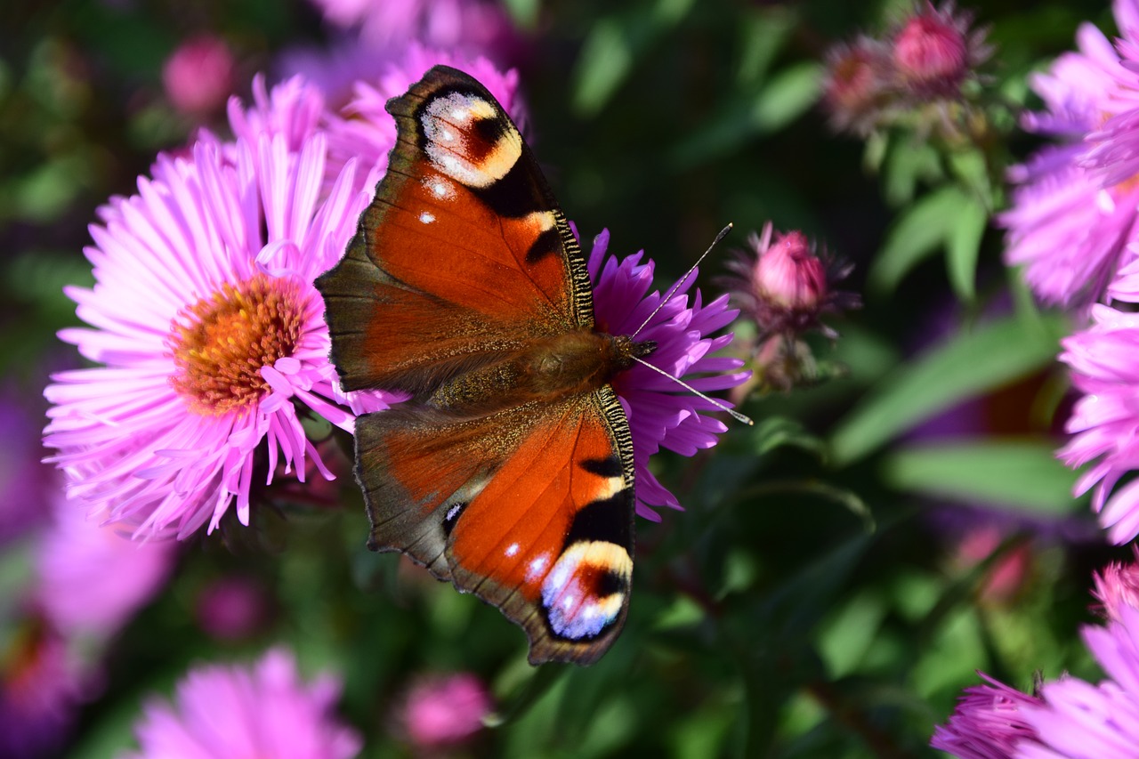 Aster, Povas Drugelis, Vabzdys, Uždaryti, Gėlė, Gamta, Povų Drugelis, Gražus, Vasara, Nemokamos Nuotraukos