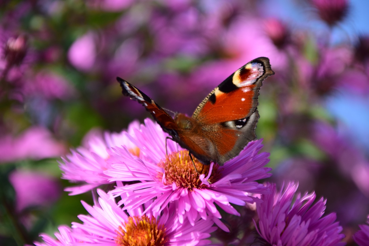 Aster, Povas Drugelis, Vabzdys, Uždaryti, Gėlė, Gamta, Povų Drugelis, Gražus, Vasara, Nemokamos Nuotraukos