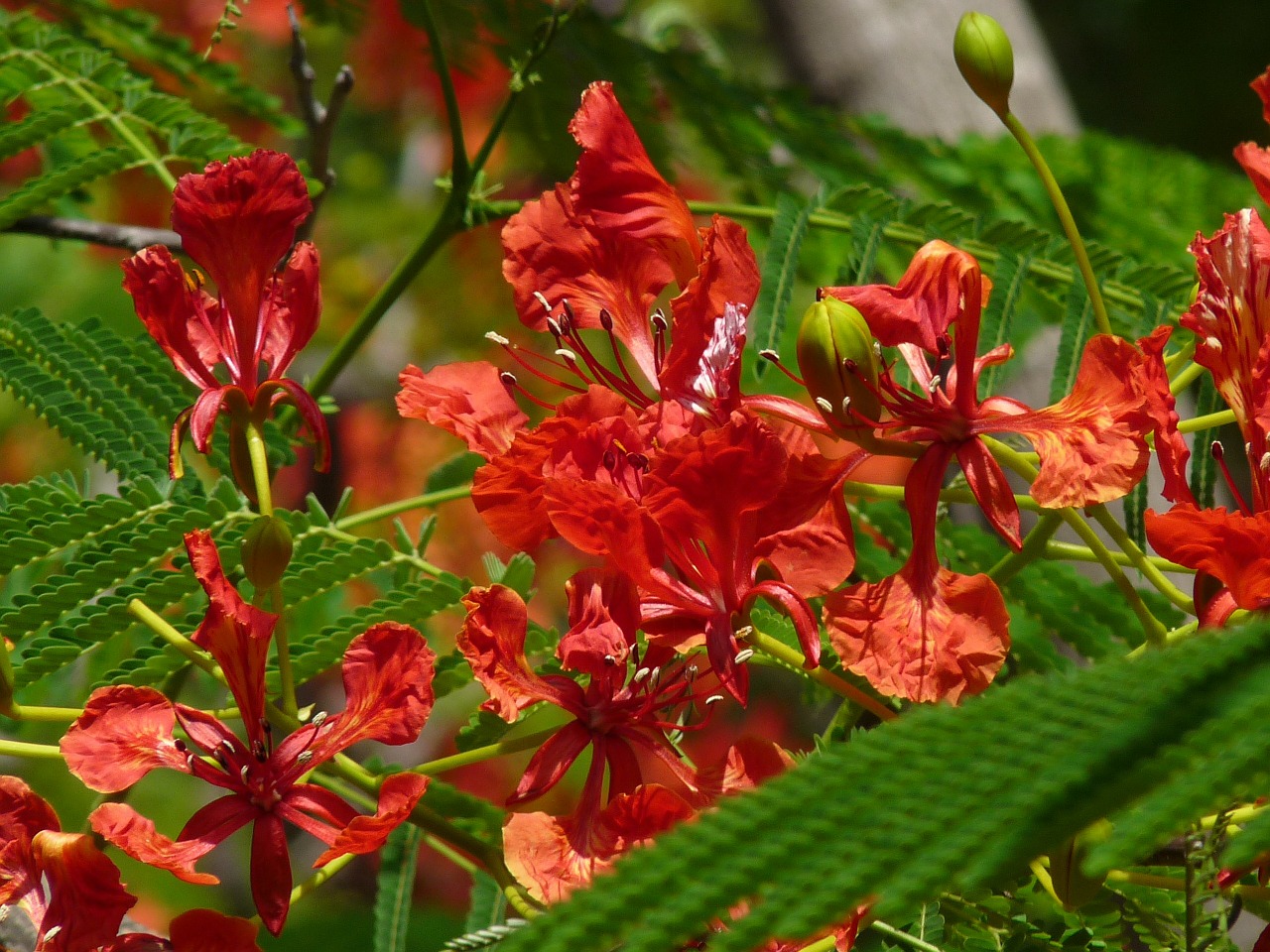 Povas Flowerd, Rausvai, Oranžinė, Žiedai, Žydi, Racemos, Žydi, Krūva, Raudona Rojus Paukštis, Caesalpinia Pulcherrima