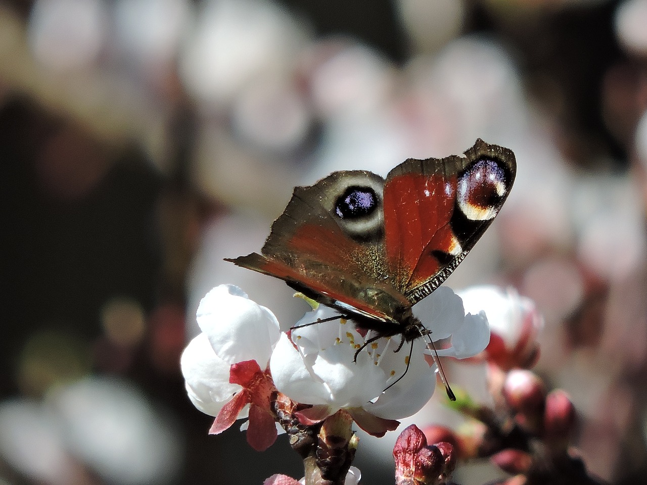 Povas Žiedas, Žydėti, Drugelis, Povų Drugelis, Pritraukti, Sodas, Gamta, Nemokamos Nuotraukos,  Nemokama Licenzija