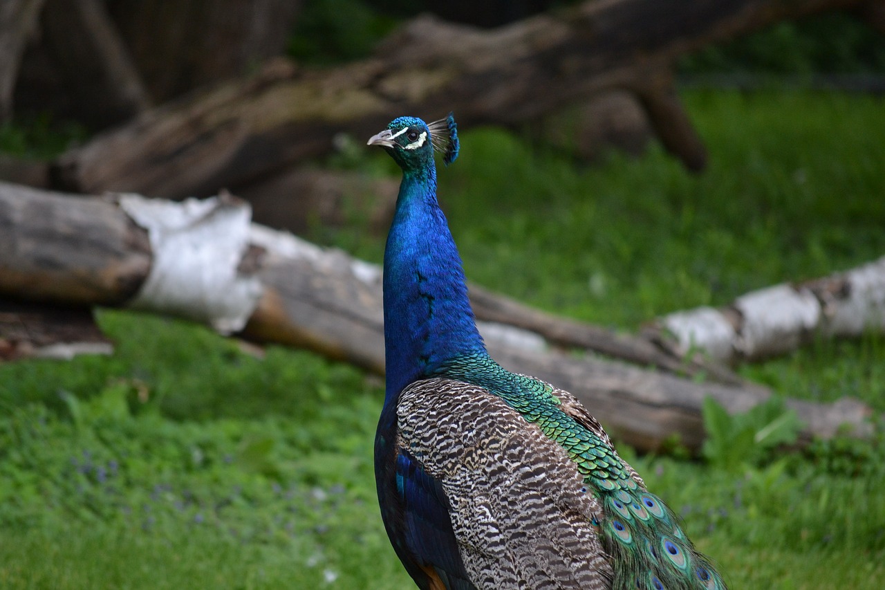 Povas Paukštis, Laukinė Gamta, Gyvas, Peafowl, Mėlynas, Žalias, Plunksna, Gyvūnas, Gamta, Spalvinga