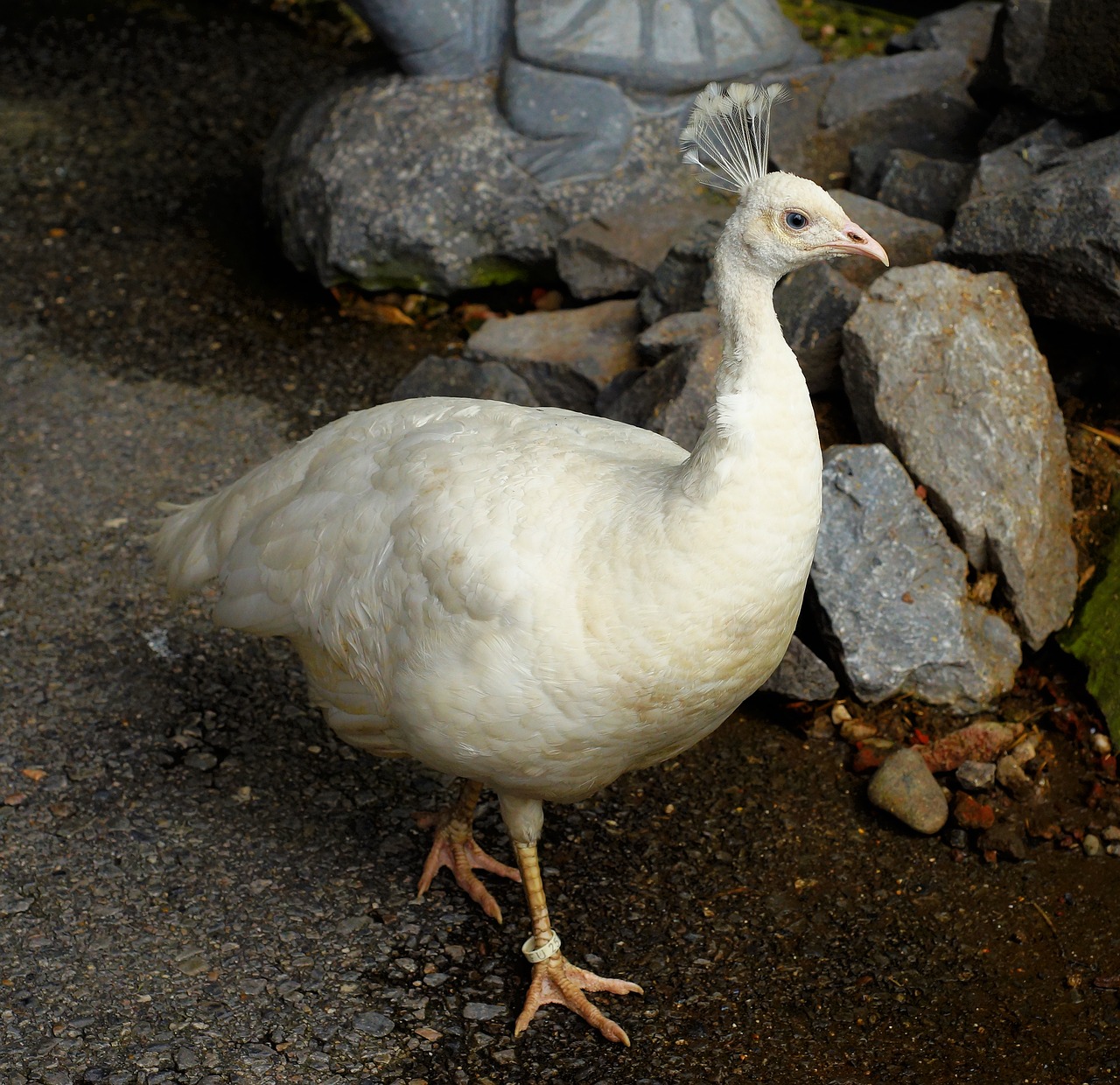 Povas Balta, Plunksna, Gyvūnų Pasaulis, Paukštis, Sąskaitą, Galva, Akis, Ziervogelis, Uždaryti, Dėmesio