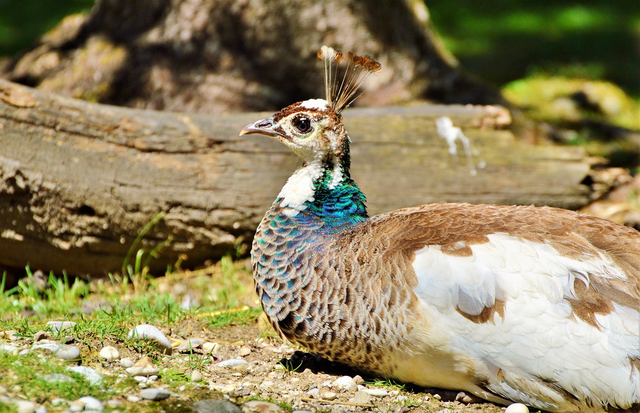 Povas Paukštis, Plumėjimas, Plunksna, Gyvūnas, Povas Plunksnos, Zoologijos Sodas, Vaivorykštinis, Padaras, Tierpark Hellabrunn, Nemokamos Nuotraukos