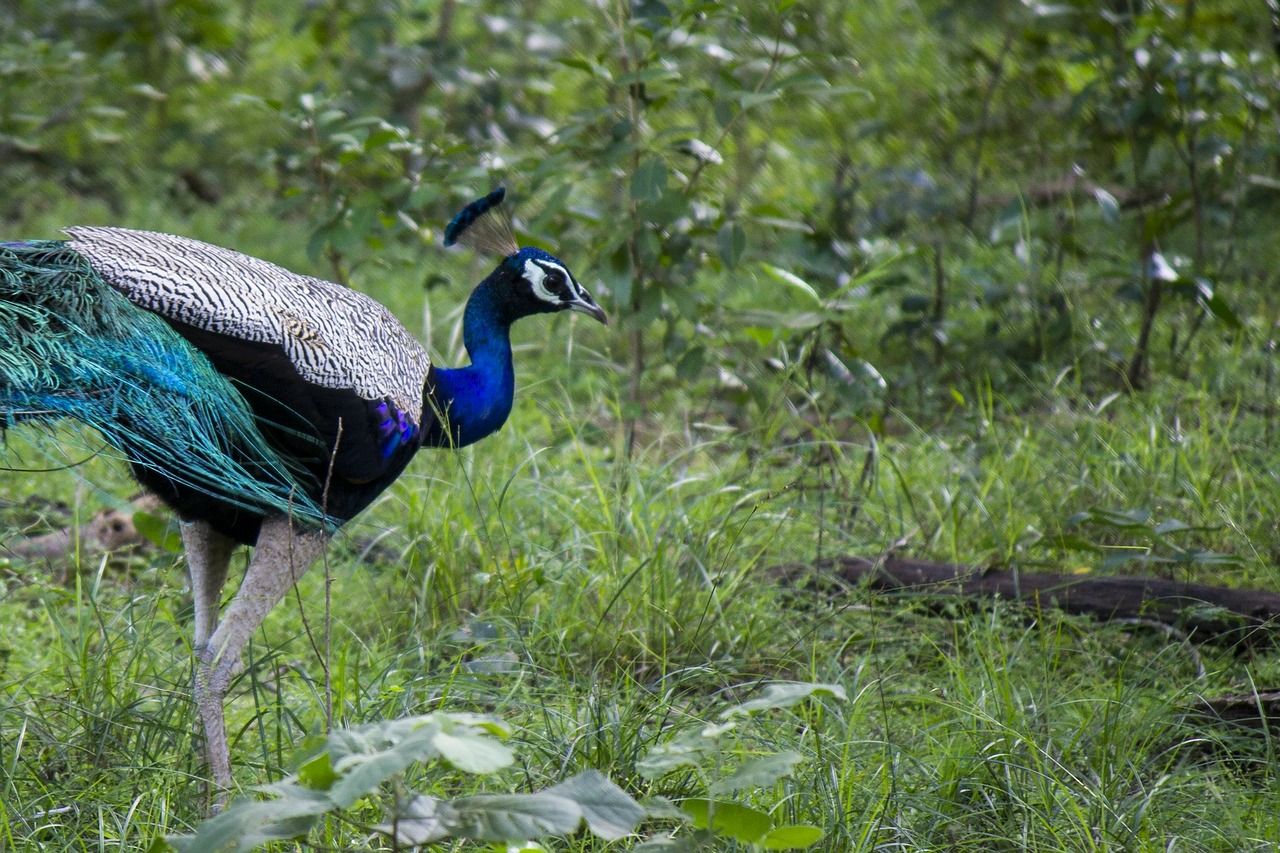 Povas Paukštis, Peafowl, Patinas, Plumėjimas, Džiunglės, Miškas, Fazanas, Aves, Paukštis, Fauna