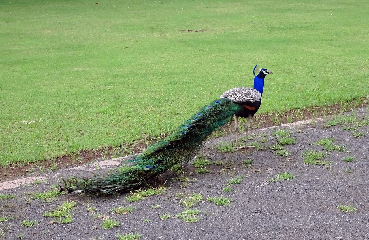 Povas Paukštis, Plumėjimas, Fazanas, Peafowl, Laukinė Gamta, Pavo Cristatus, Gyvas, Phasianinae, Patinas, Fauna