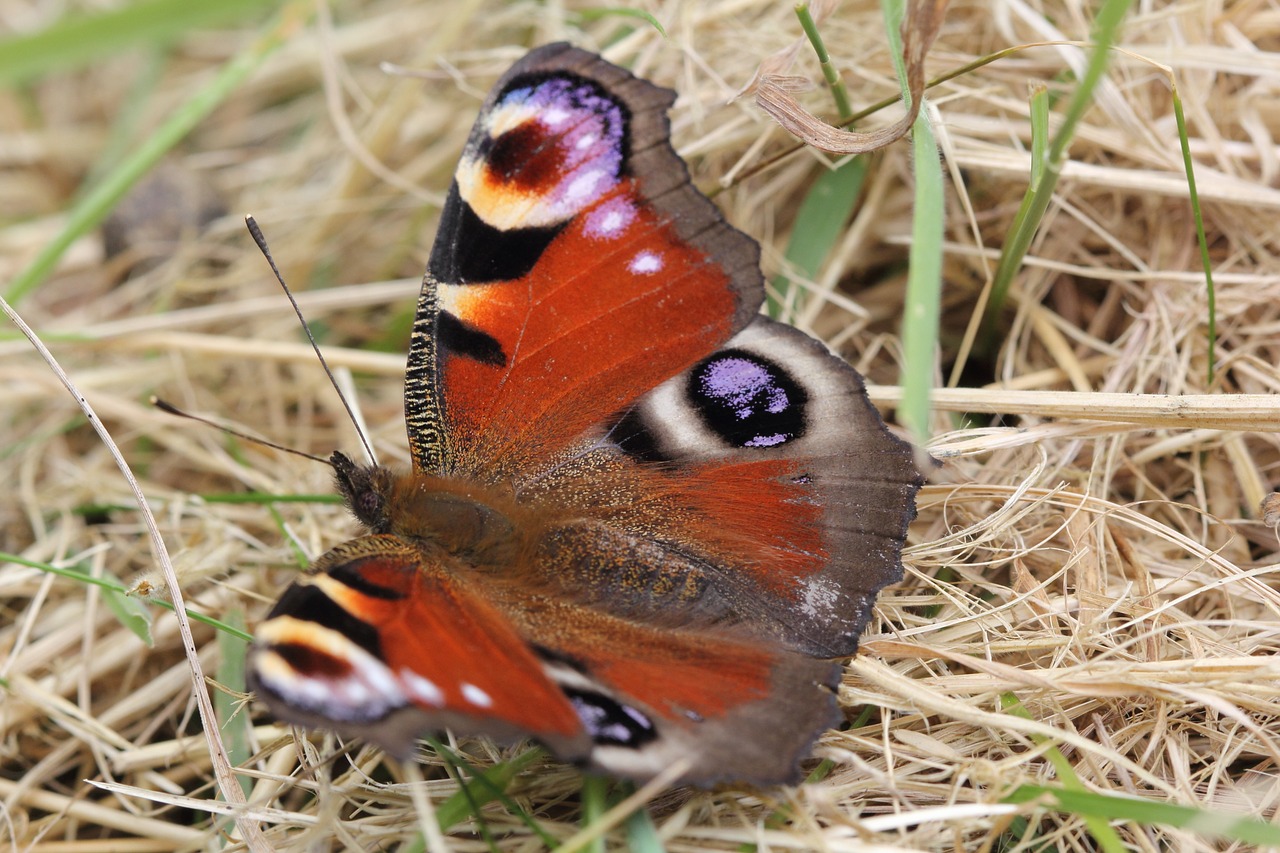 Povas Drugelis, Vabzdys, Vasara, Akis, Makro, Laukiniai, Pieva, Lauke, Cambridgeshire, Nemokamos Nuotraukos