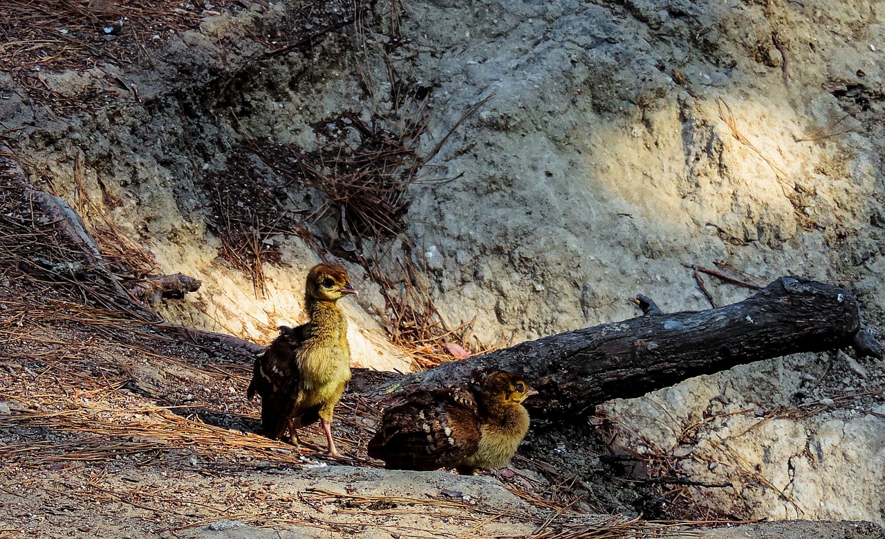 Povas Povaičiai, Šuniukas, Šuniukai, Pora, Paukštis, Paukščiai, Fauna, Laukinė Gamta, Gyvūnas, Gyvūnai