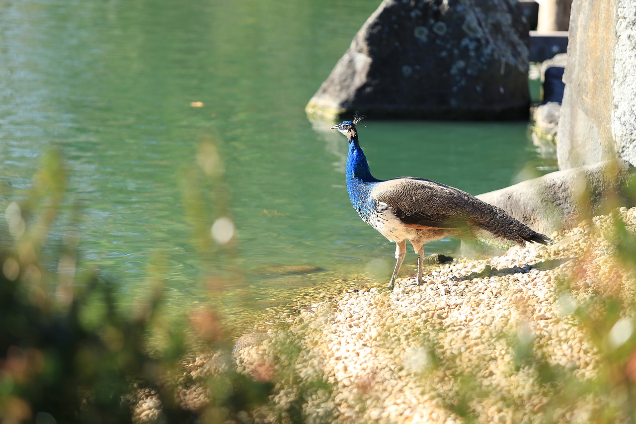 Povas Paukštis, Gamta, Gyvūnas, Plunksna, Modelis, Spalva, Uodega, Spalvinga, Peafowl, Nemokamos Nuotraukos