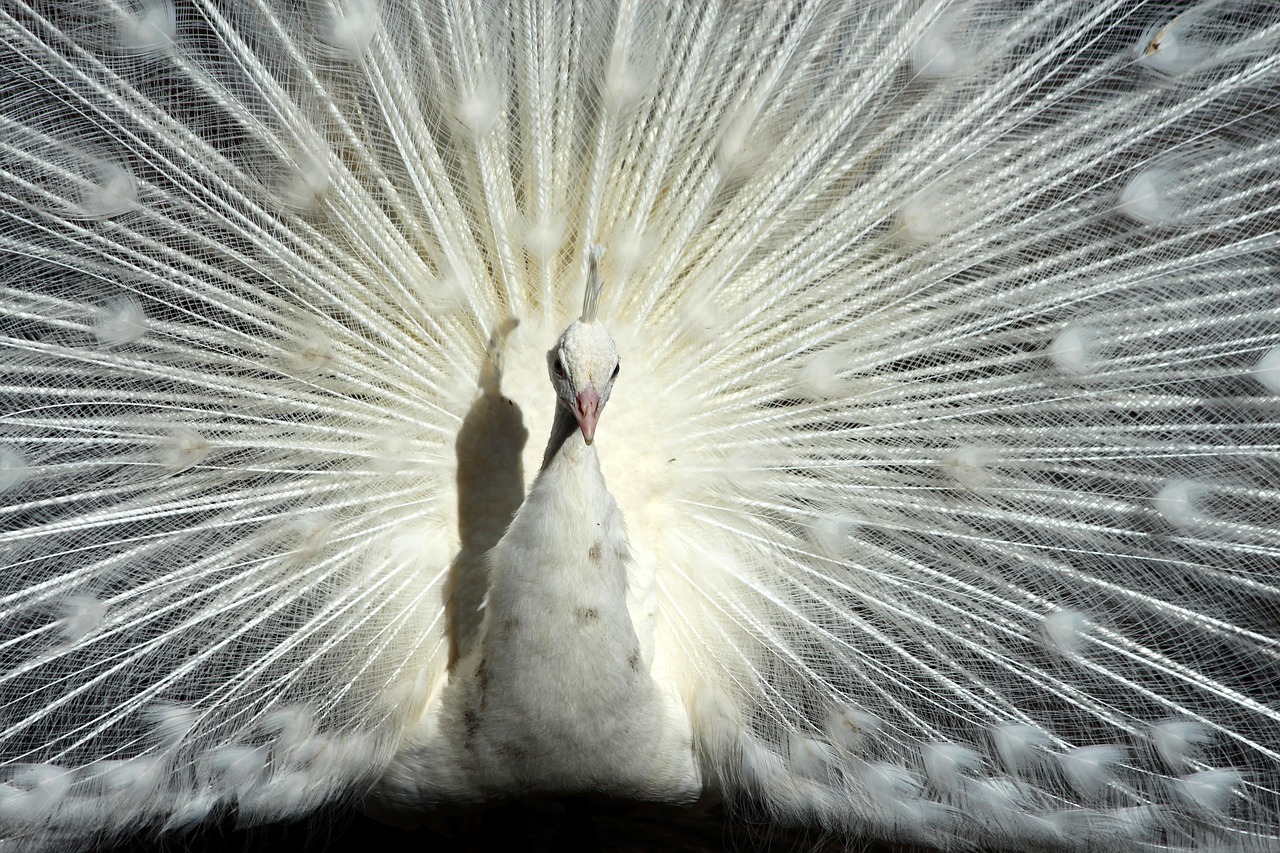 Povas,  Uodega,  Balta Povas,  Peržiūrėti,  Iš Arti,  Ne Žmogus,  Pobūdį,  Zoo,  Paukštis,  Plunksnuočių Lenktynės