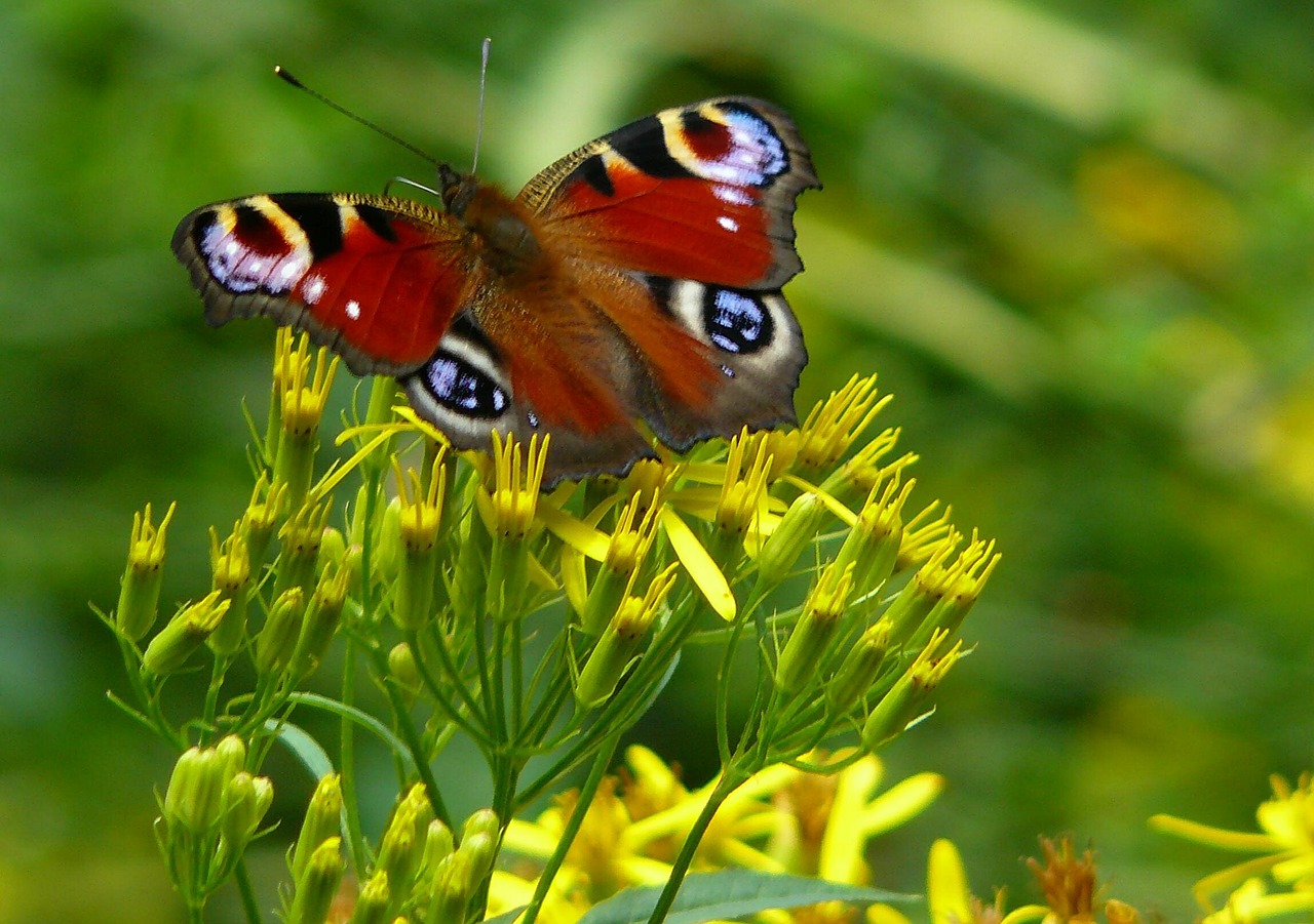 Povas Drugelis, Gamta, Vabzdys, Sparnas, Gyvūnas, Vasara, Gėlė, Spalvinga, Fauna, Drugeliai