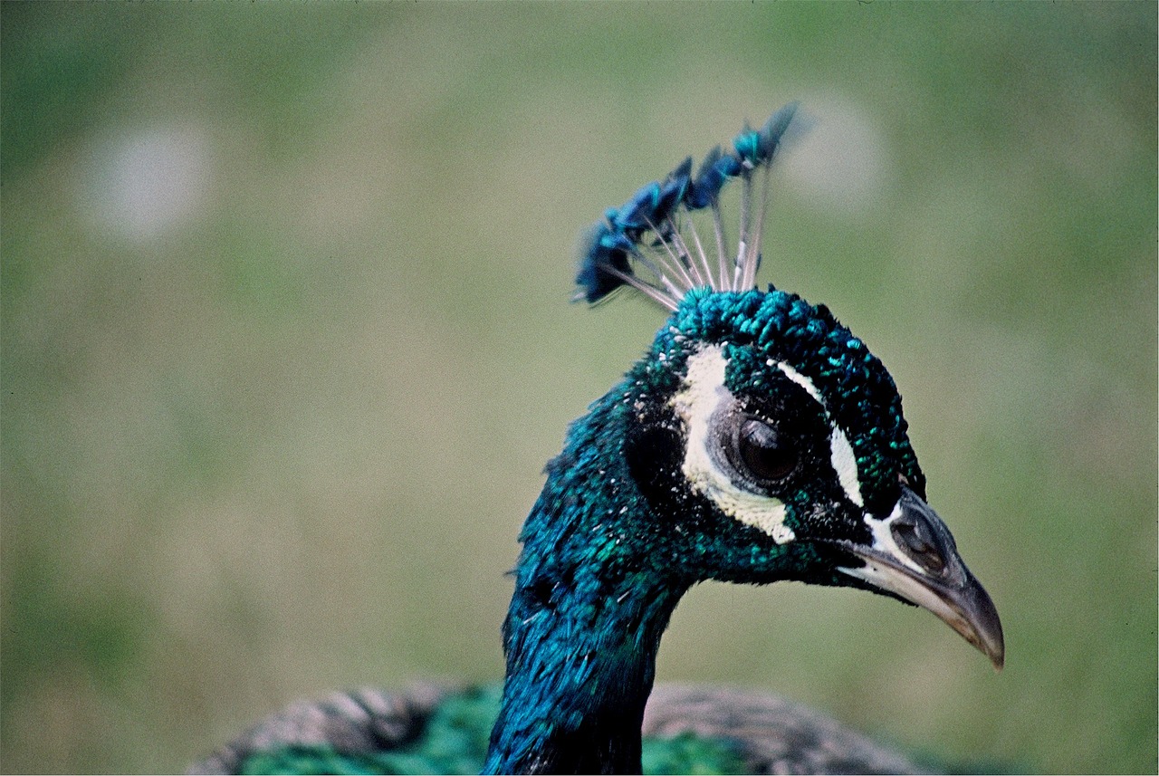 Povas Galva, Peafowl, Plunksna, Spalva, Spalvinga, Snapas, Kaklas, Plumėjimas, Turkis, Gyvas