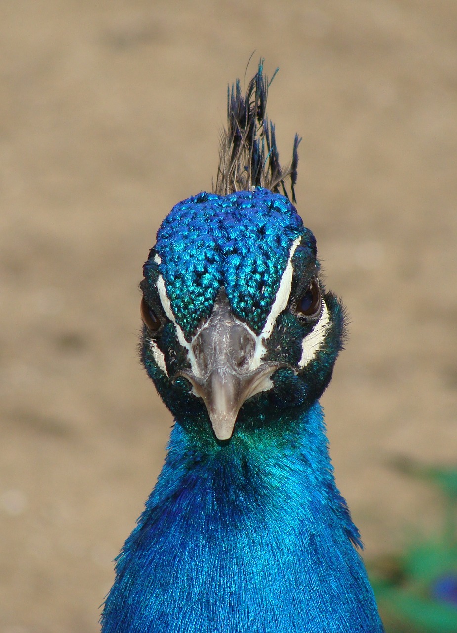 Povas Galva, Plume, Mėlynas, Snapas, Paukštis, Patinas, Peafowl, Laukinė Gamta, Gyvas, Egzotiškas