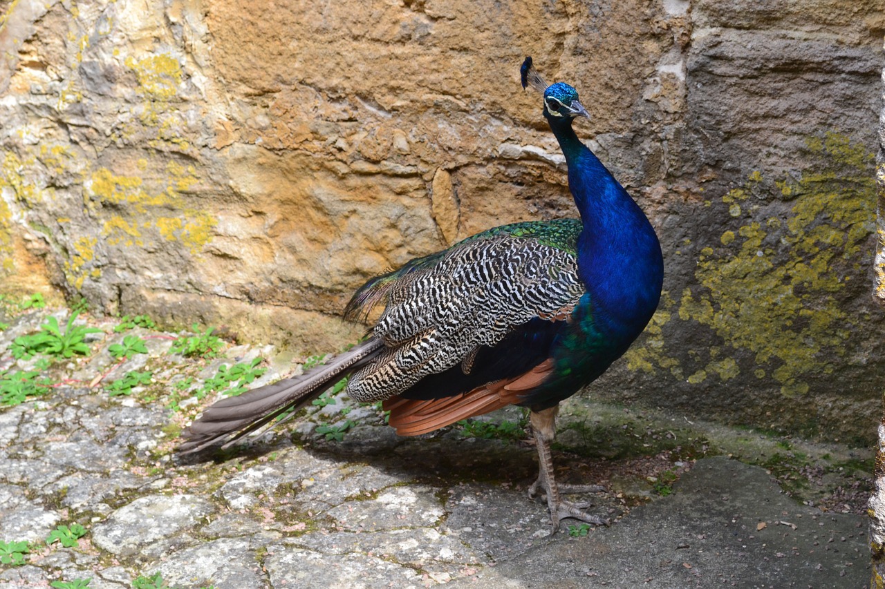 Povas Paukštis, Fauna, Mėlynas Paukštis, Nemokamos Nuotraukos,  Nemokama Licenzija