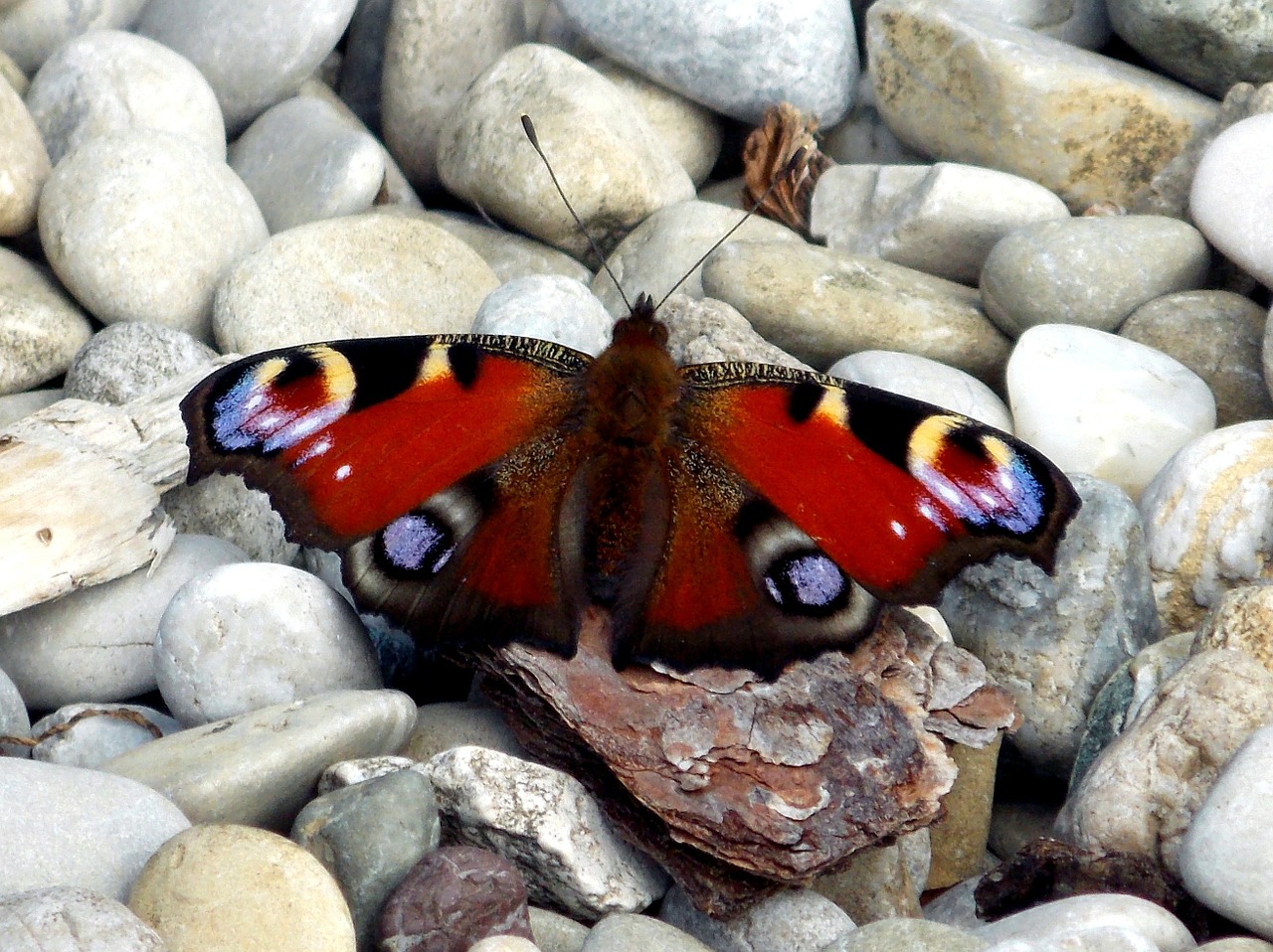 Povų Drugelis, Povas Drugelis, Drugeliai, Satyrinae, Edelfalter, Pleistras Drugelis, Vabzdys, Gamta, Gyvūnas, Skrydžio Vabzdys