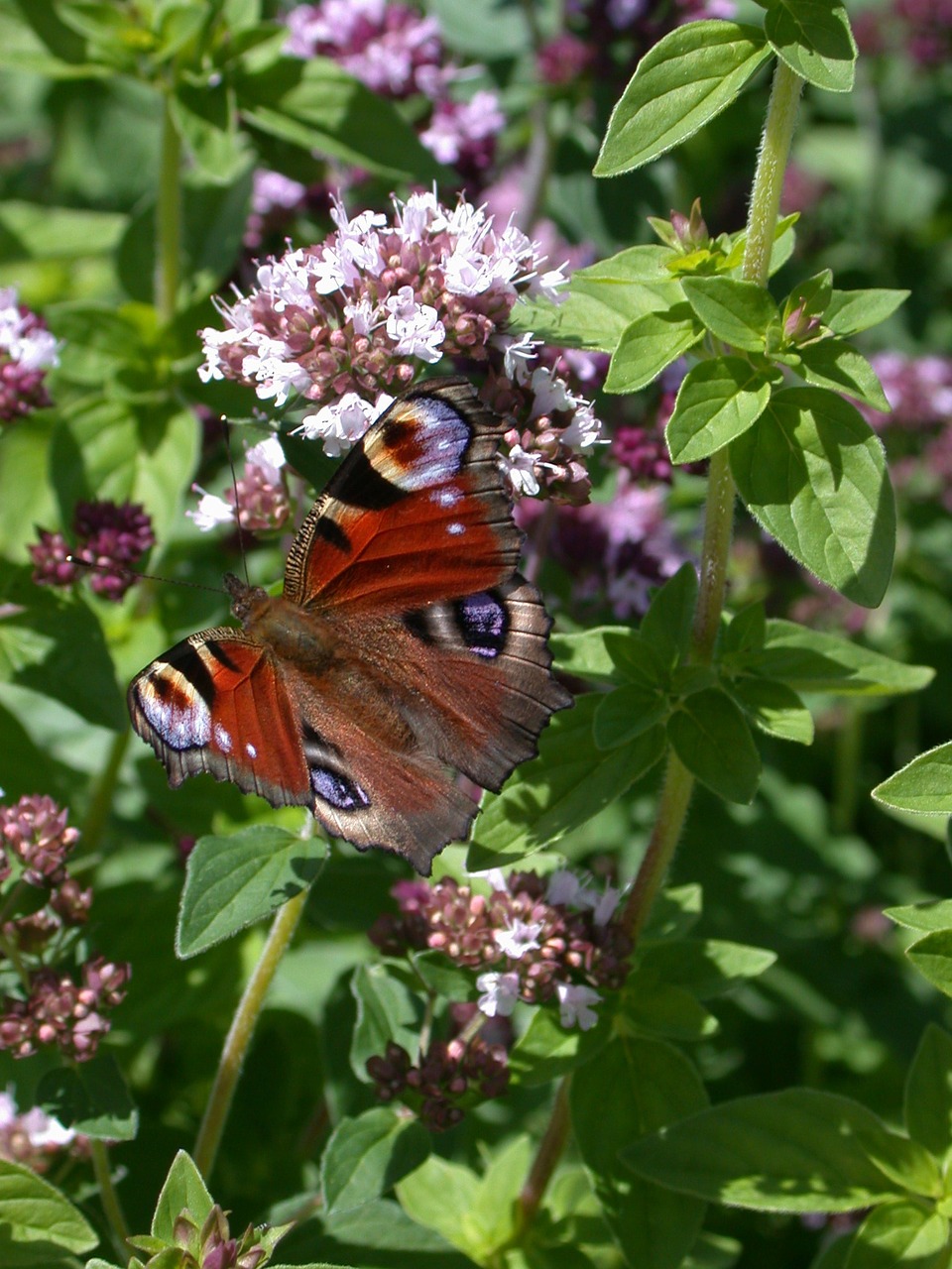 Povų Drugelis, Drugeliai, Drugelis, Gyvūnas, Vabzdys, Padaras, Sparnas, Fauna, Gėlės, Gamta