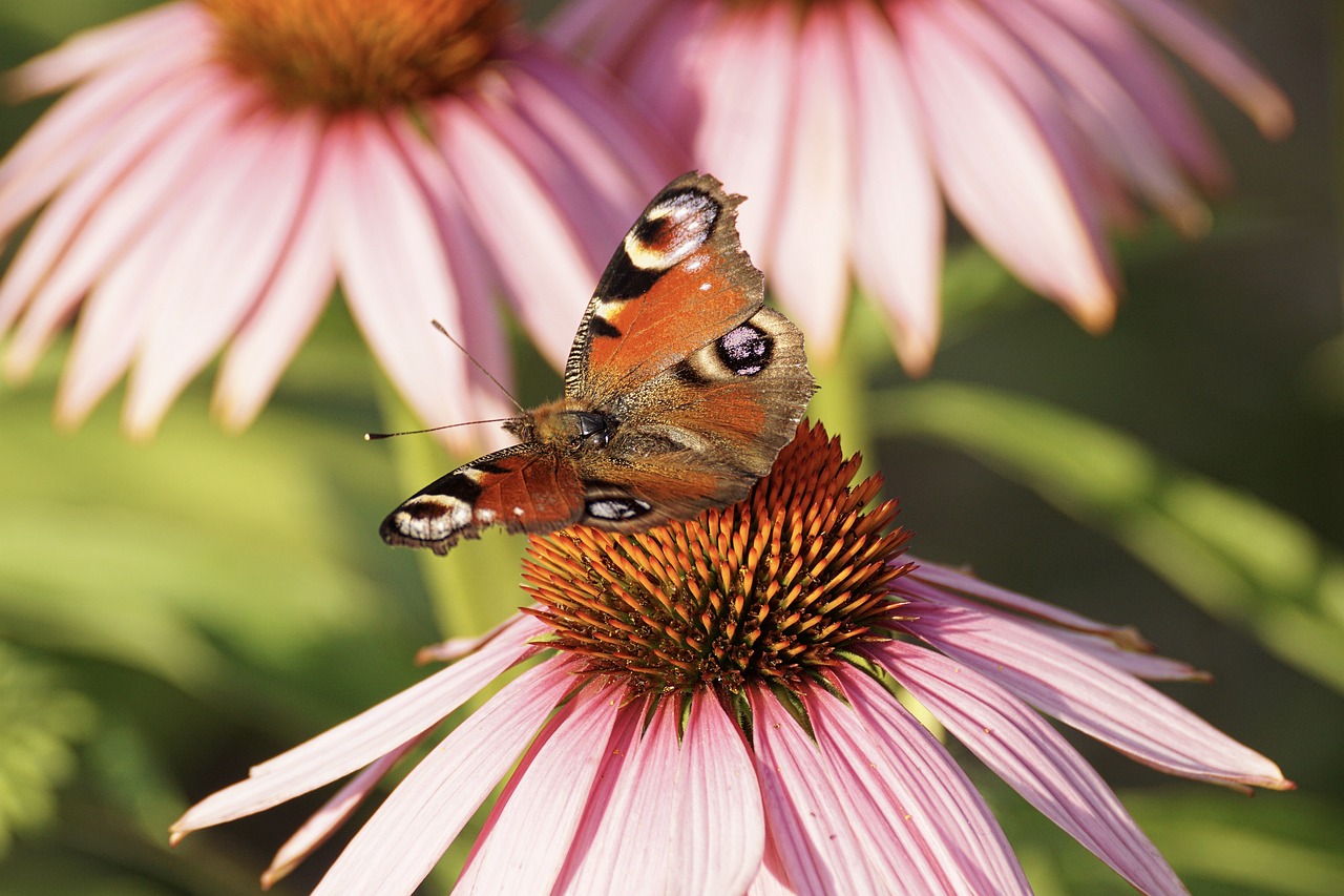 Spungė,  Rudenį Ir Žiemos Sodas,  Drugelis,  Echinacea,  Vasara,  Žiedas,  Žydi,  Gyvūnijos Pasaulyje,  Sparnas,  Violetinė