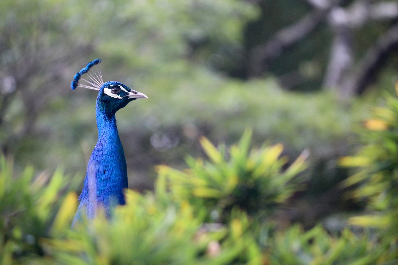 Peafowl, Gyvūnas, Paukštis, Povas Plumėjimas, Plunksna, Mėlynas, Žalias, Uodega, Fauna, Zoologijos Sodas