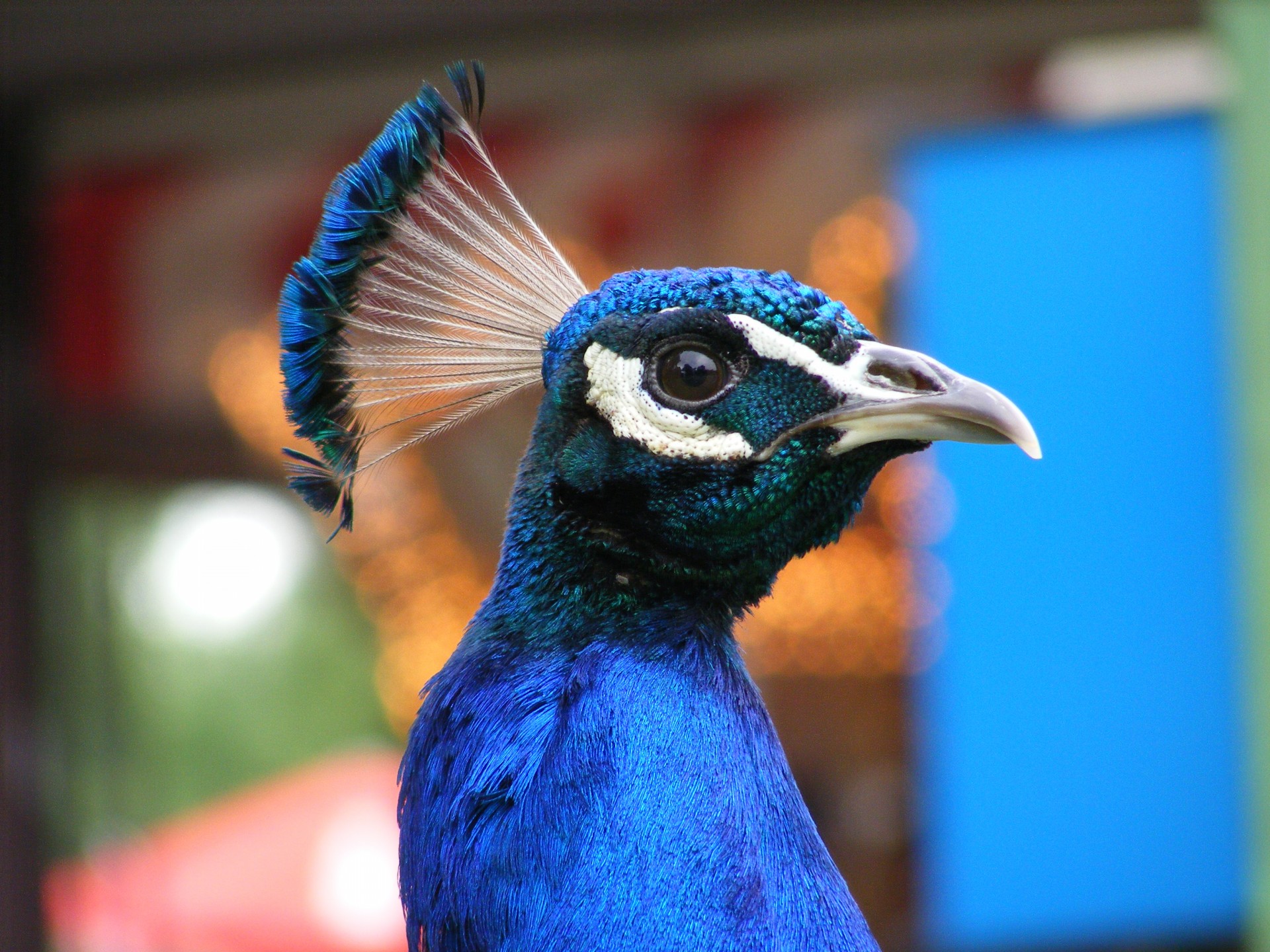 Gyvūnas,  Gyvūnai,  Zoologijos Sodas & Nbsp,  Gyvūnas,  Zoologijos & Nbsp,  Gyvūnai,  Paukštis,  Paukščiai,  Peafowl,  Povas Povaičiai