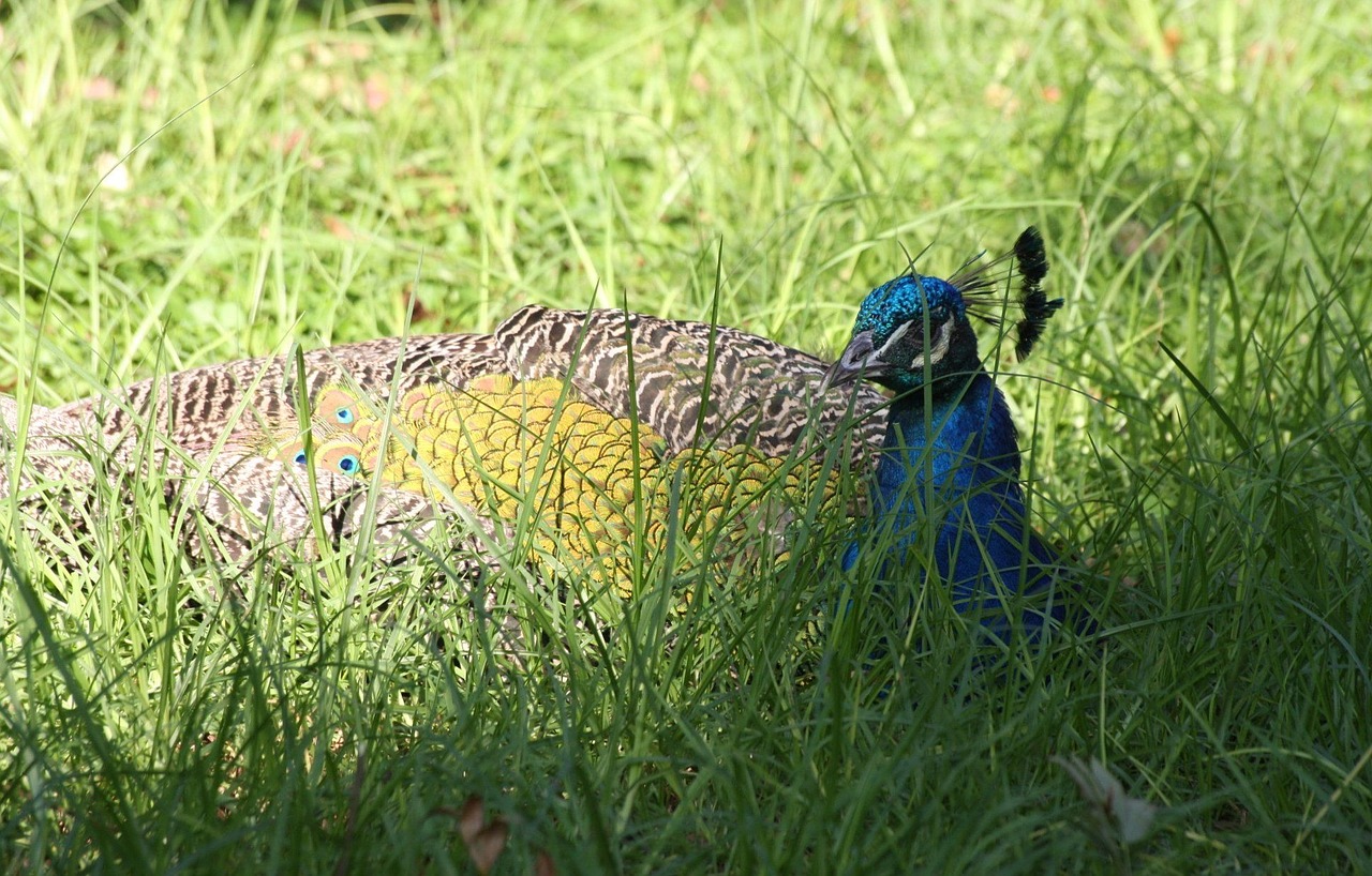 Peafowls, Mėlynas, Slepiasi, Žolės, Augalai, Poilsio, Atsipalaiduoti, Žalias Fonas, Laukinė Gamta, Povas Plumėjimas