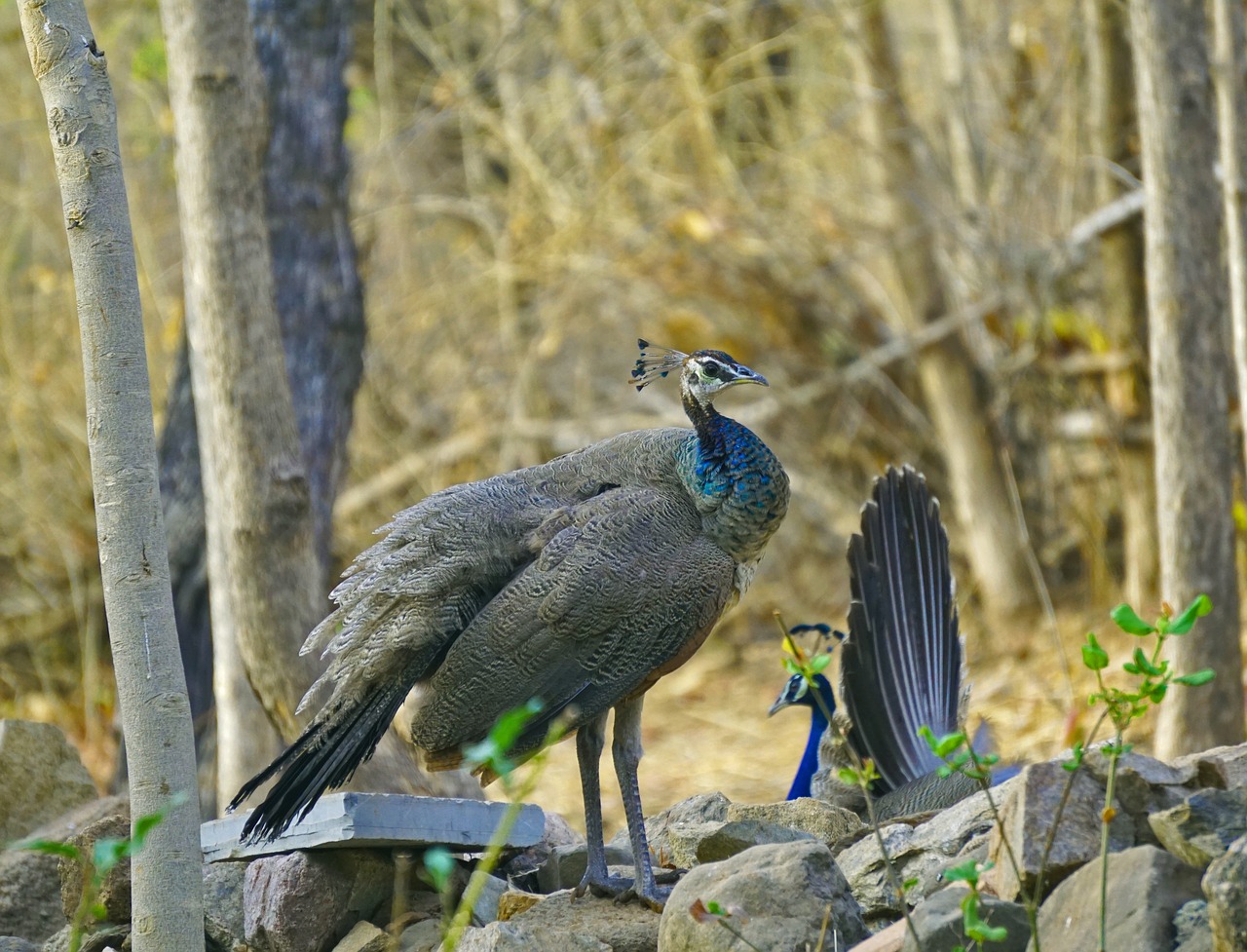 Peahens,  Indijos,  Paukščiai,  Gyvūnijos,  Bharat,  Banswara,  Galva, Nemokamos Nuotraukos,  Nemokama Licenzija