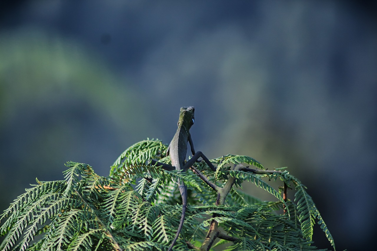 Piko, Bogor, Fauna, Nemokamos Nuotraukos,  Nemokama Licenzija