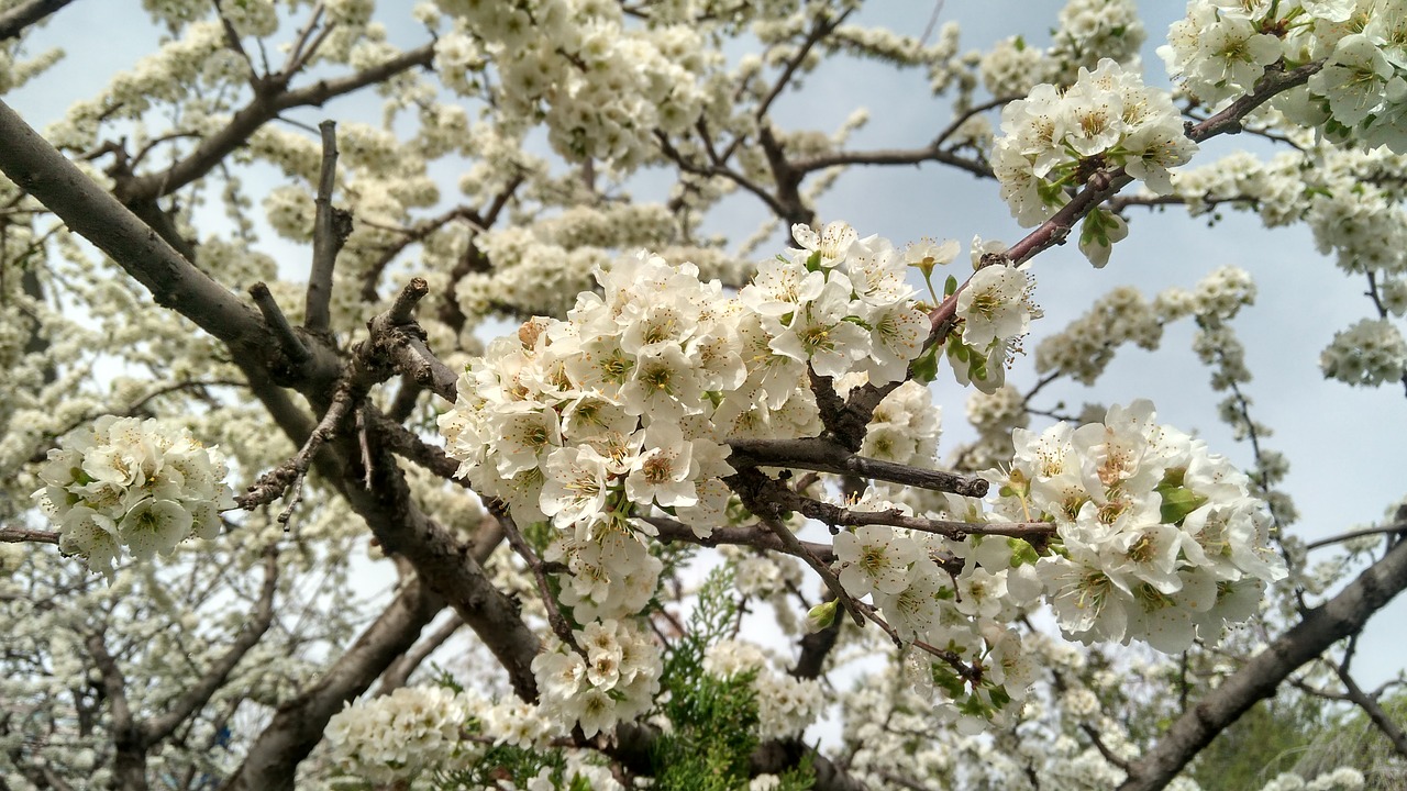 Kriaušė, Pavasaris, Baltos Gėlės, Nemokamos Nuotraukos,  Nemokama Licenzija
