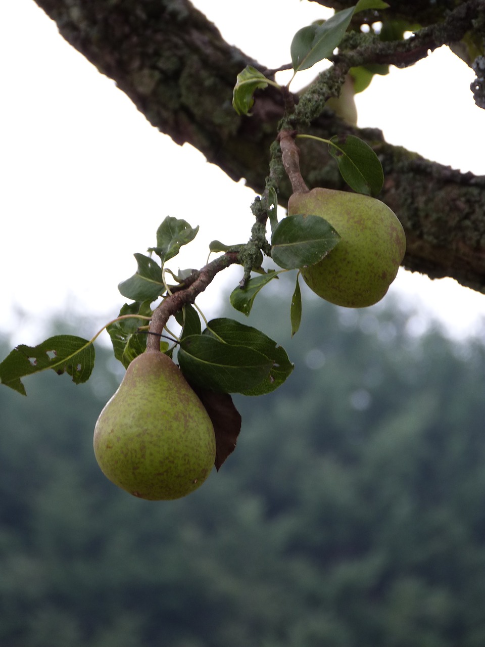 Kriaušė, Gamta, Laukas, Nemokamos Nuotraukos,  Nemokama Licenzija