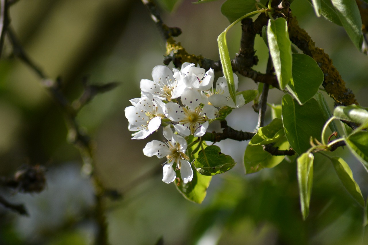 Kriaušė, Žiedas, Gėlė, Rožinis, Pyrus, Iš Arti, Budas, Gamta, Saulė, Pavasaris