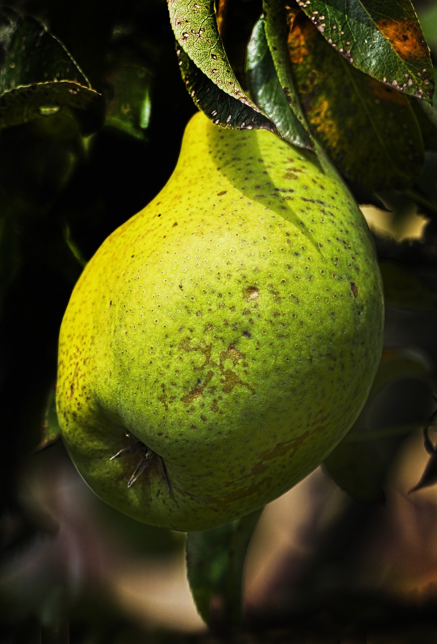 Kriaušė, Paskutinė Lemputė, Vaisiai, Šventasis Vaisius, Vaisių Auginimas, Sodas, Vaisių Sodas, Maistas, Pyrus, Bira