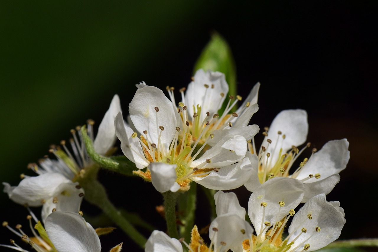 Kriaušės,  Birnblüte,  Pavasaris,  Vaismedžių,  Vaismedžių Žydėjimas,  Baltos Spalvos,  Švelnus,  Pabudimas,  Pradžioje,  Nuo Metų Pradžios