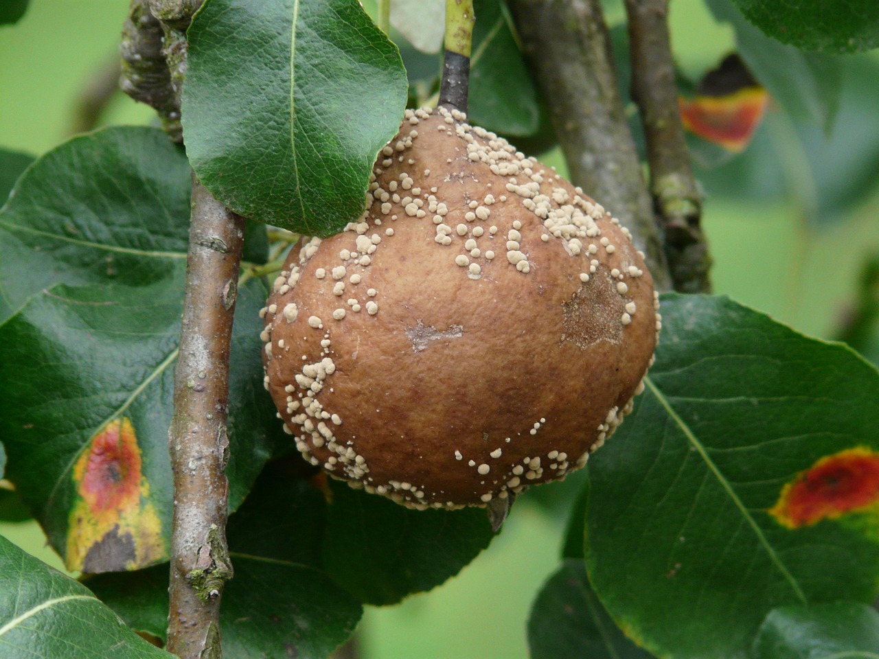 Kriaušė, Purvinas, Moldy, Pasėlių Gedimas, Gymnosporangium Fuscum, Lapų Liga, Birnbaum Lapai, Liga, Užkrėtimo, Nesveikas