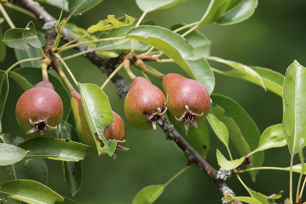 Kriaušės,  Pyrus,  Jauna,  Nesubrendęs,  Priklauso,  Kriaušės,  Vaisių,  Obuolių Šeimos Vaisiai,  Pyrus Communis,  Vaisių Auginimo