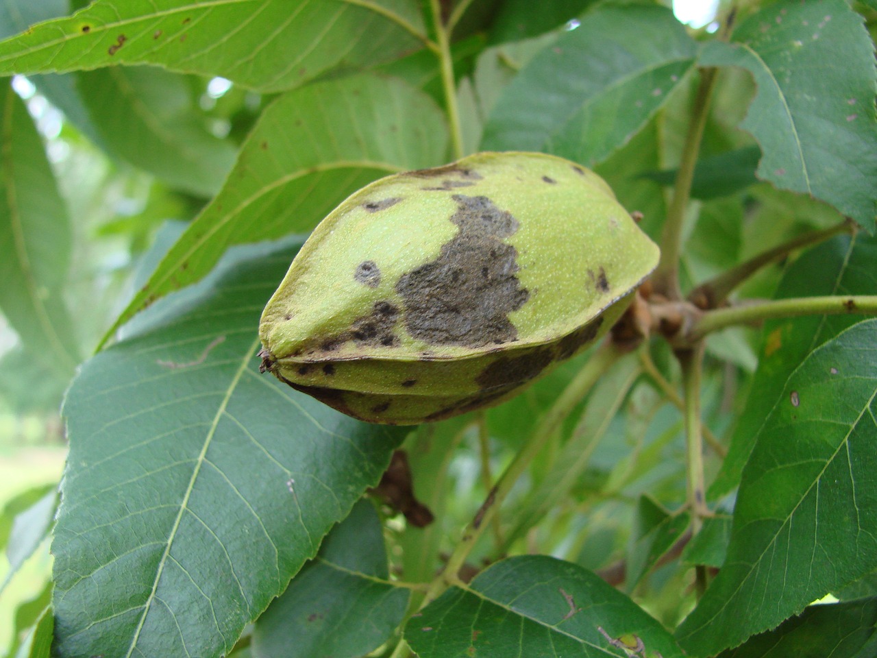 Riešutas, Pekanas, Lukštas, Carya Illinoinensis, Medis, Auga, Hickory Riešutai, Nemokamos Nuotraukos,  Nemokama Licenzija