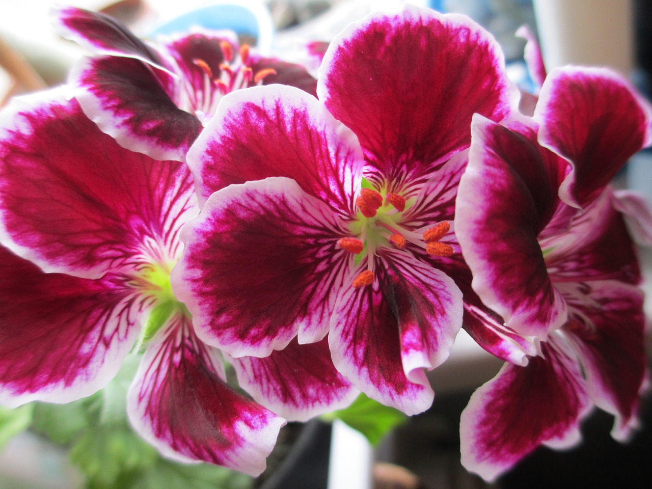 Pelargonium, Puodynai, Namų Gėlės, Nemokamos Nuotraukos,  Nemokama Licenzija