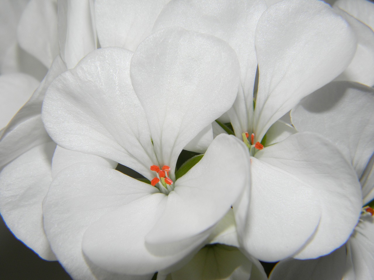 Pelargonium, Balta, Gėlė, Geranium, Gėlės, Žydėti, Žiedlapis, Balta Gėlė, Dekoratyvinis Augalas, Baltos Gėlės