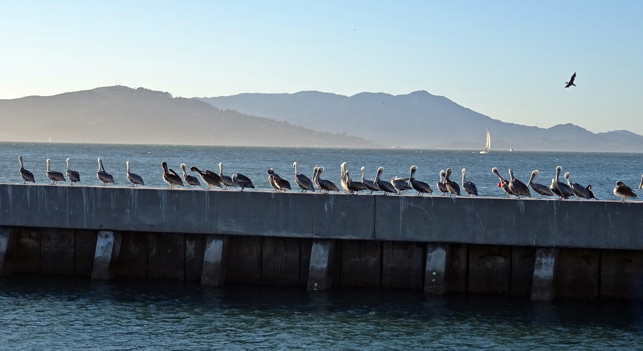Pelican, Paukštis, Rudas Pelikanas, Pelecanus, Pelecanus Occidentalis, Įlanka, Vanduo, Laukinė Gamta, San Franciskas, Amerikietis