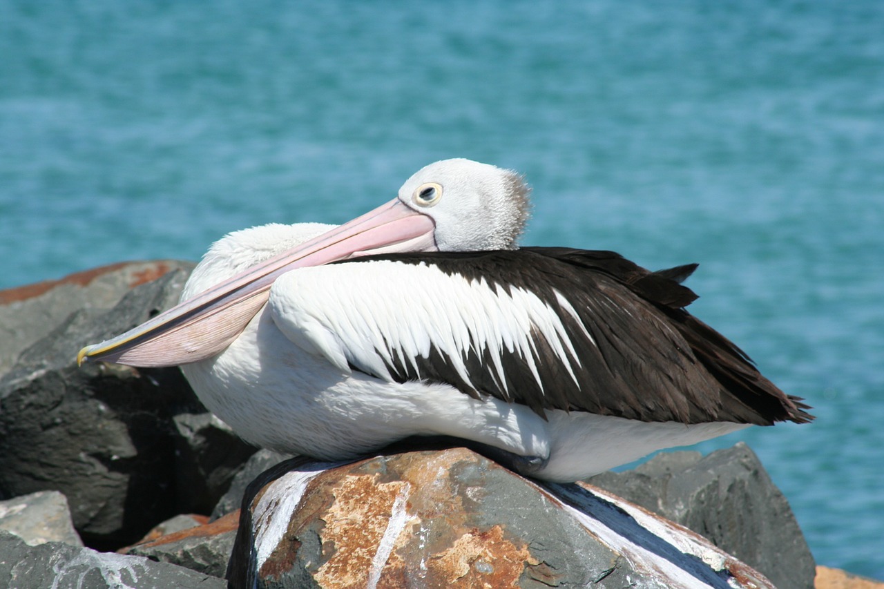 Pelican, Sidnėjus, Australija, Australia, Sidnėjus, Paukštis, Nemokamos Nuotraukos,  Nemokama Licenzija