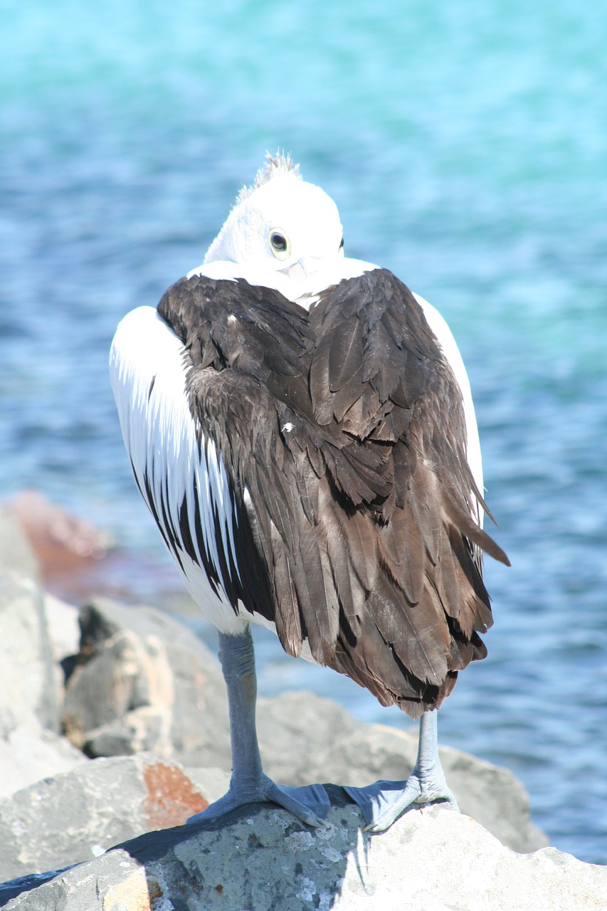 Pelican, Australia, Paukštis, Gamta, Papludimys, Nemokamos Nuotraukos,  Nemokama Licenzija