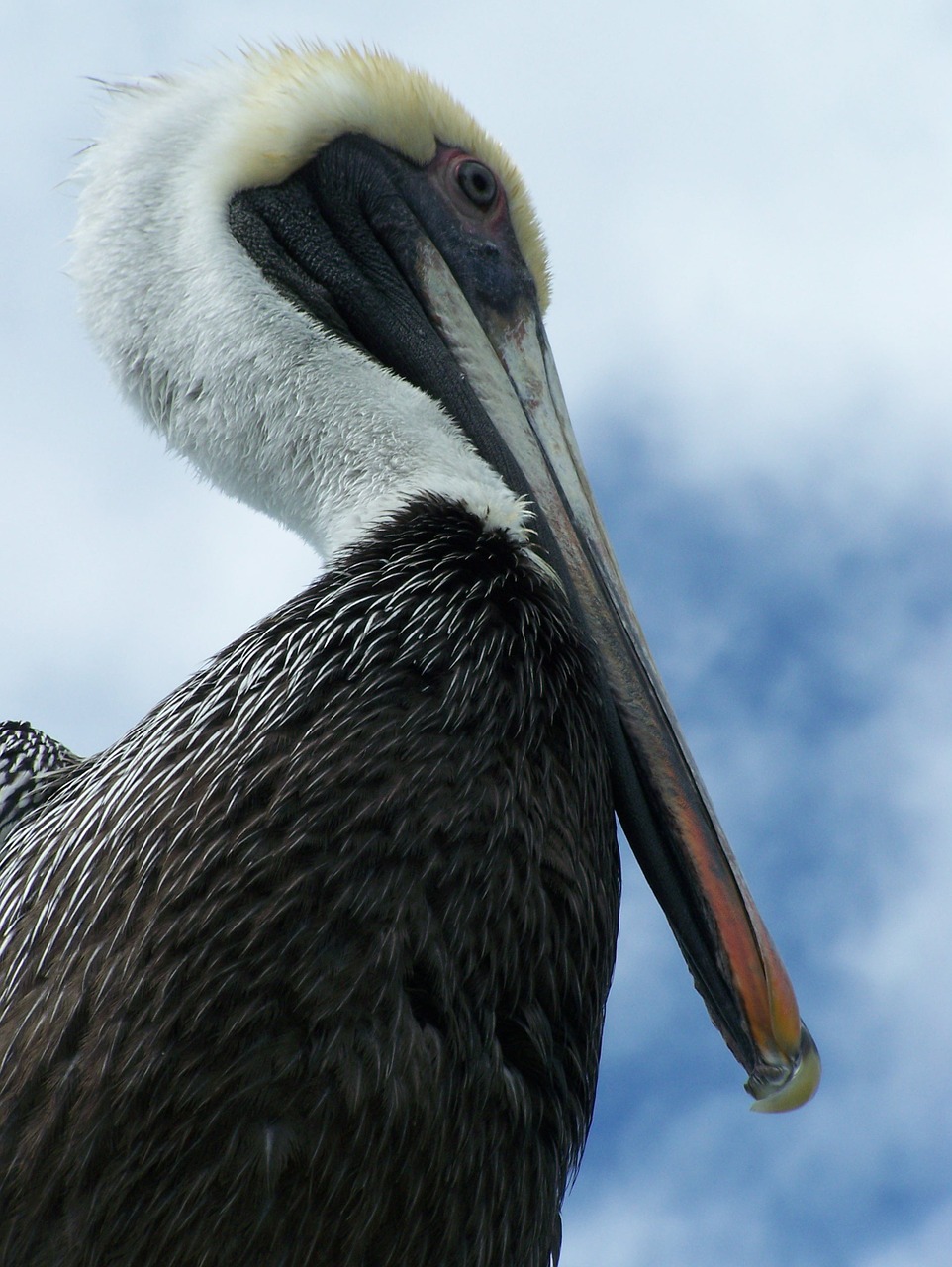 Pelican, Florida, Paukštis, Laukinė Gamta, Gamta, Ruda, Gyvūnas, Pelecanus, Plunksnos, Balta