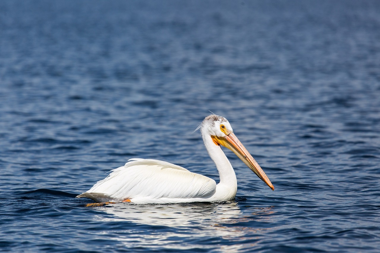 Pelican, Paukštis, Laukinė Gamta, Gamta, Vanduo, Maudytis, Portretas, Piktograma, Snapas, Laukiniai