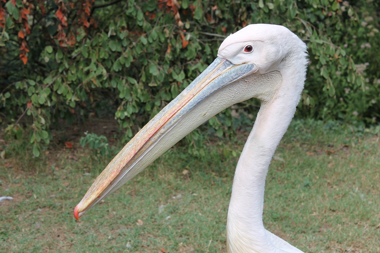 Pelican, Paukštis, Zoologijos Sodas, Palmija, France, Ilgalaikiai Mokėjimai, Gyvūnas, Gamta, Nemokamos Nuotraukos,  Nemokama Licenzija