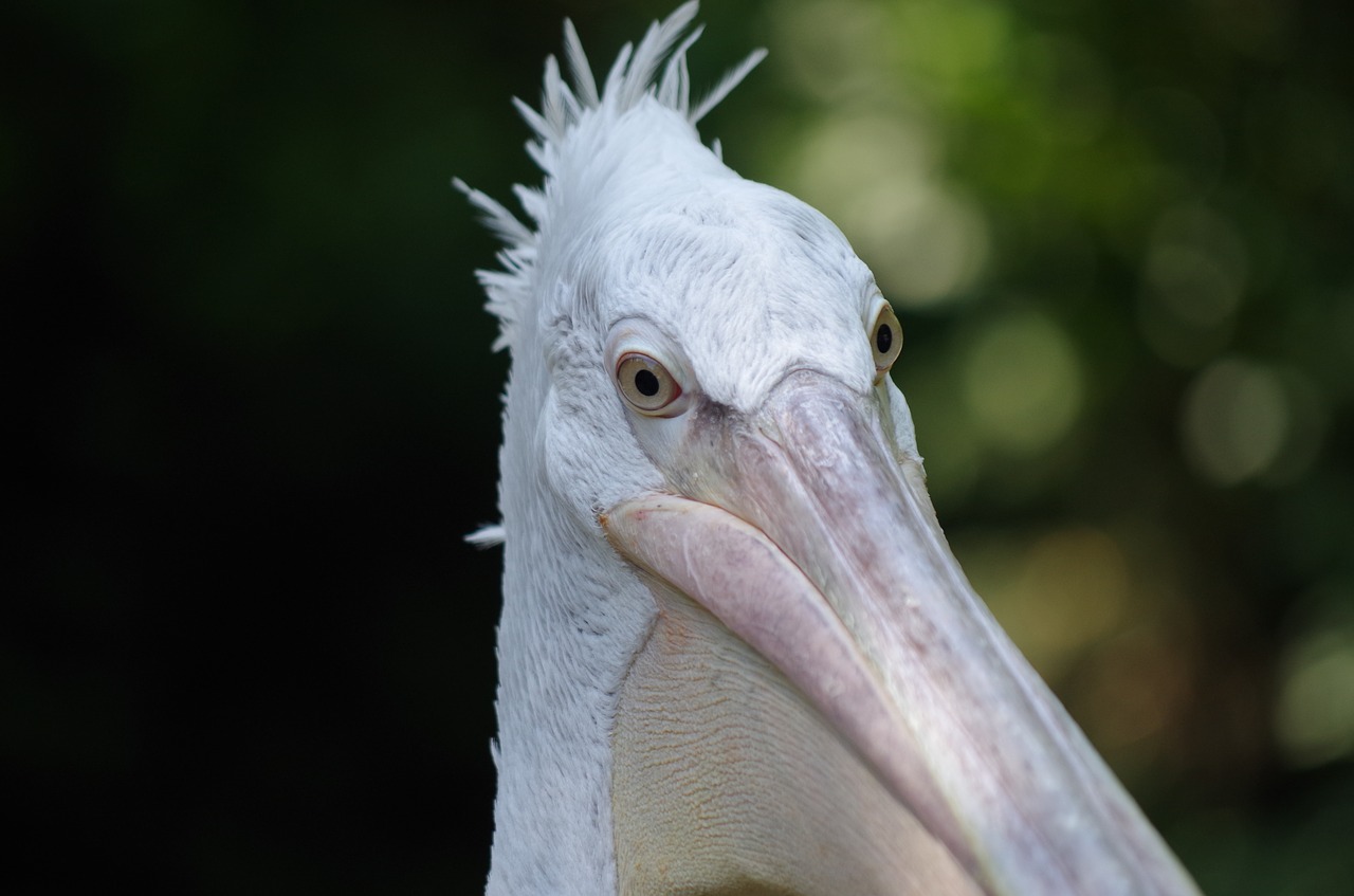 Pelican, Paukštis, Gyvūnas, Nemokamos Nuotraukos,  Nemokama Licenzija