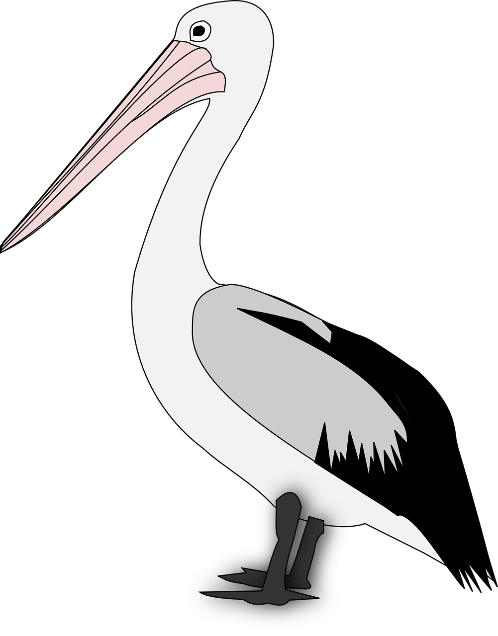 Pelican, Paukštis, Gyvūnas, Nemokama Vektorinė Grafika, Nemokamos Nuotraukos,  Nemokama Licenzija